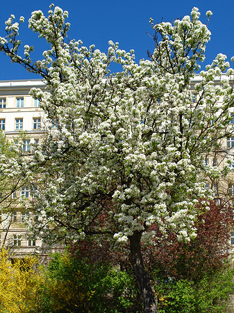 Frühling - Berlin