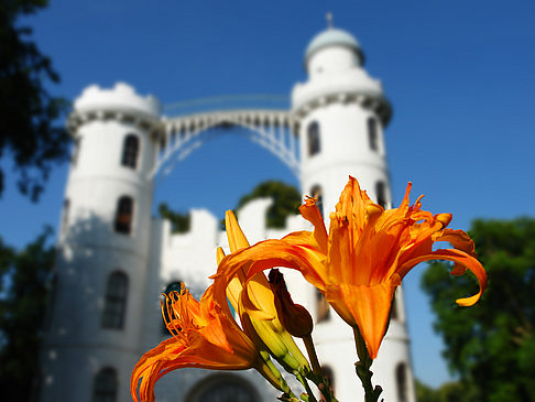 Blumen auf der Pfaueninsel - Berlin (Berlin)