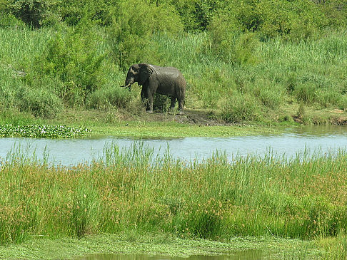 Elefanten am Wasser - Limpopo