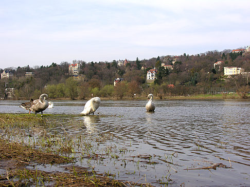 Villen am Elbufer - Sachsen (Dresden)