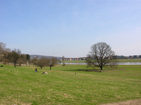 Elbufer - Sachsen (Dresden)