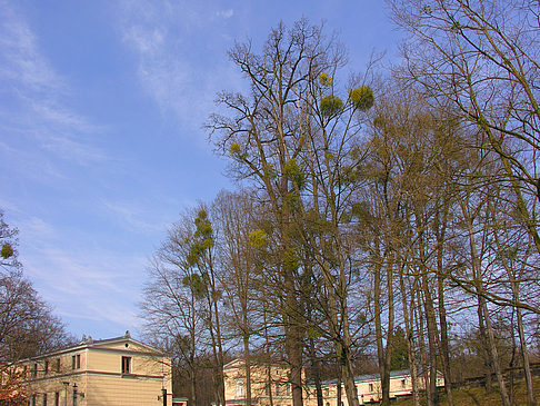 Foto Schloss Albrechtsberg