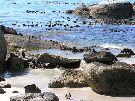 Pinguine am Strand Foto 