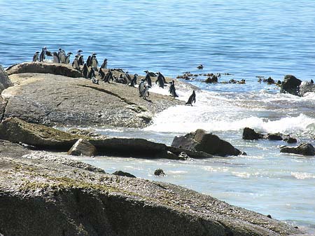 Foto Pinguine am Strand