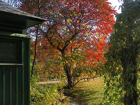 Fotos Botanischer Garten | Dresden